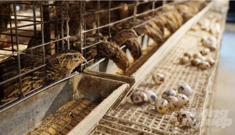 Viet Nam to research disease-free quail breeds for export